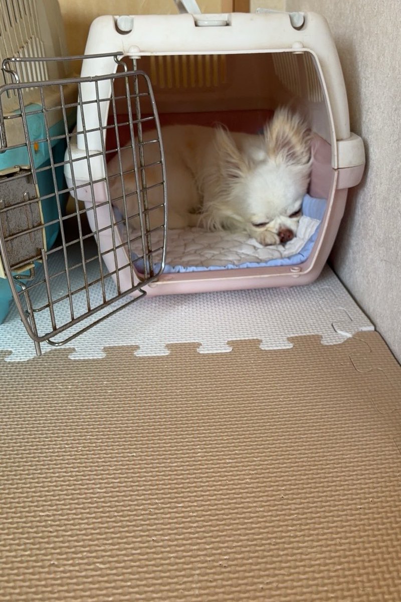 ぼたきく tweet media