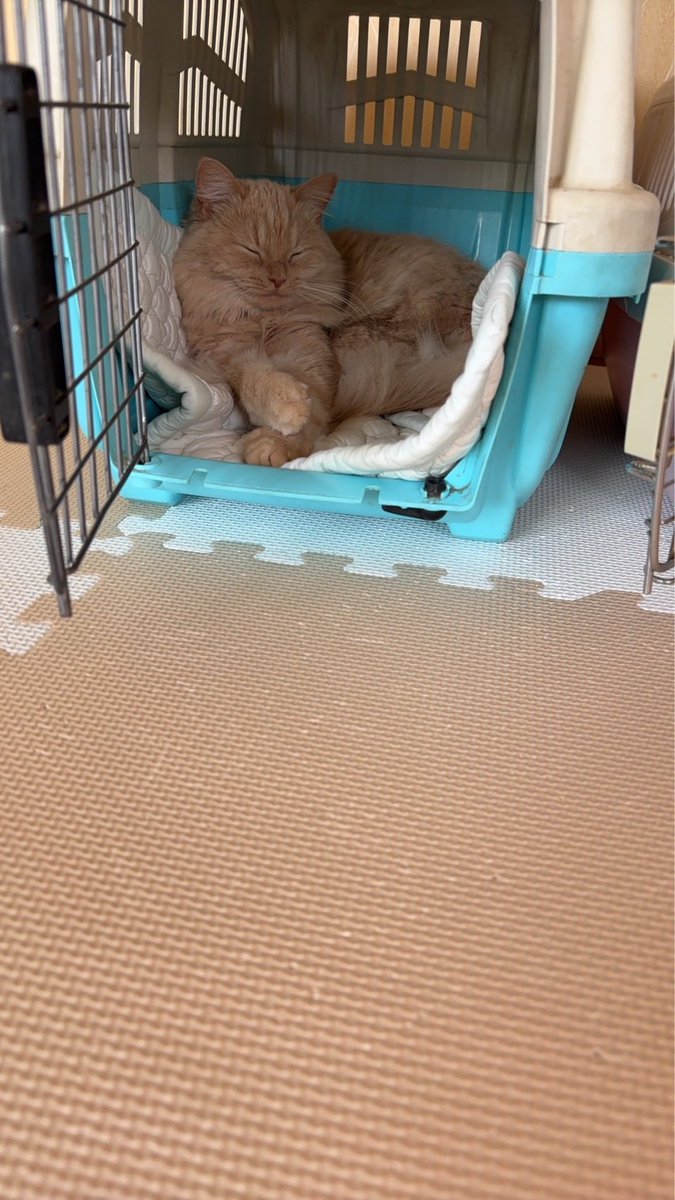 ぼたきく tweet media