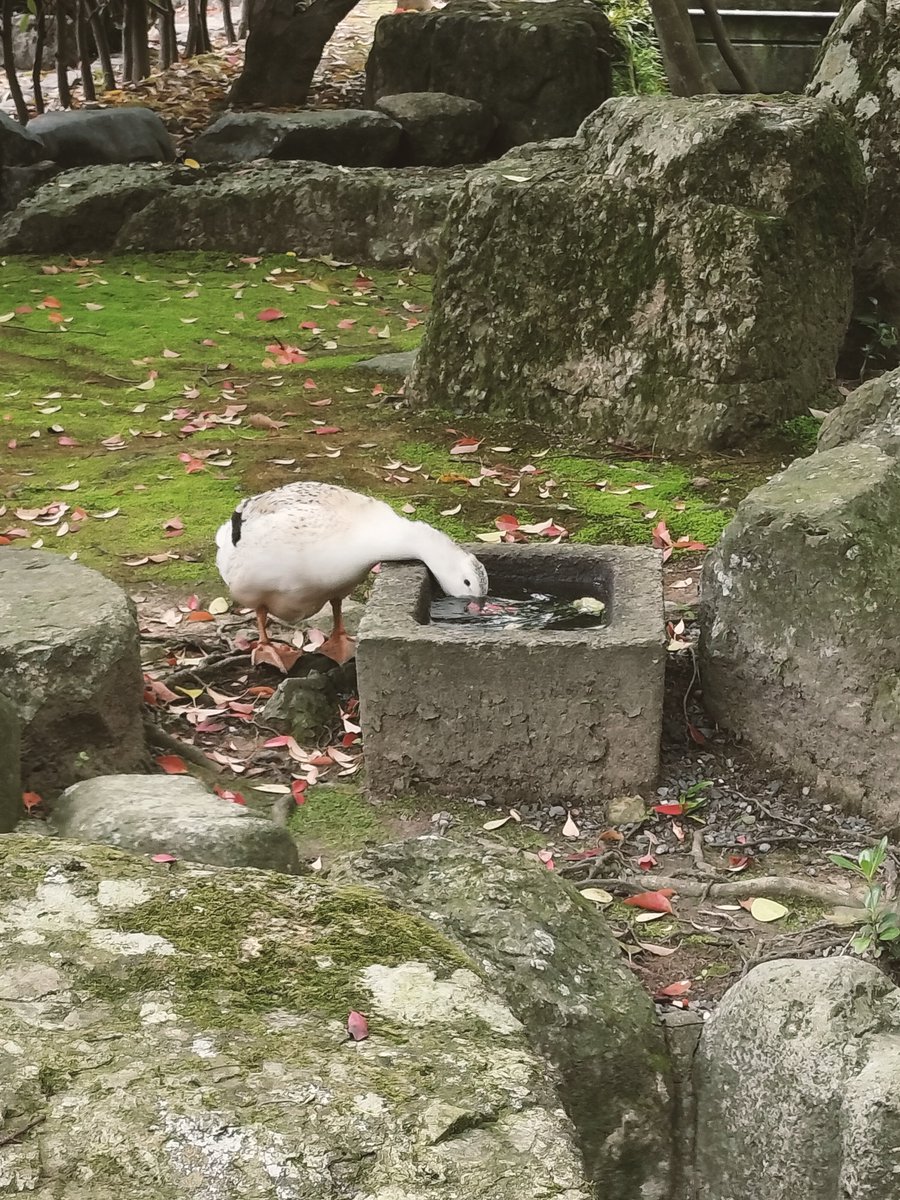 ぽんぽこたぬたぬ tweet media