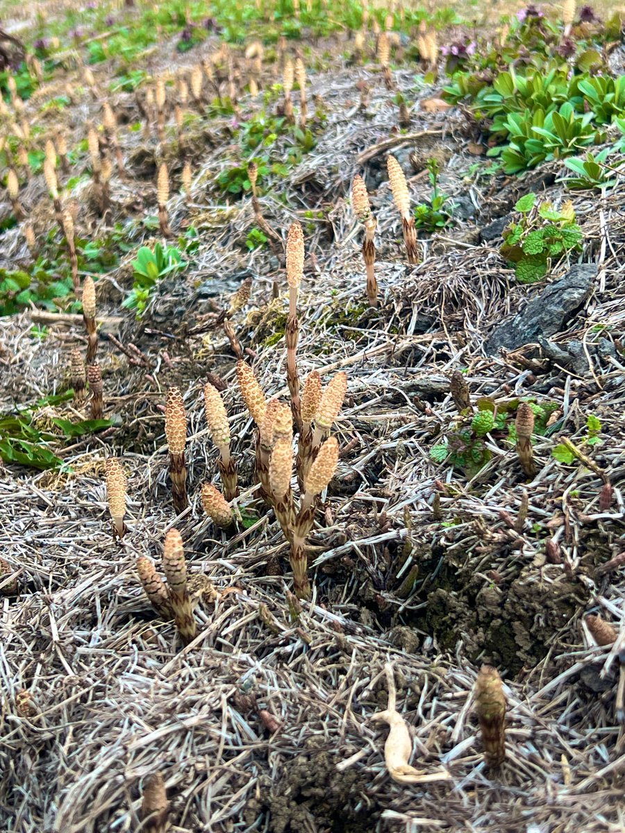 月弥（つくみ） tweet media