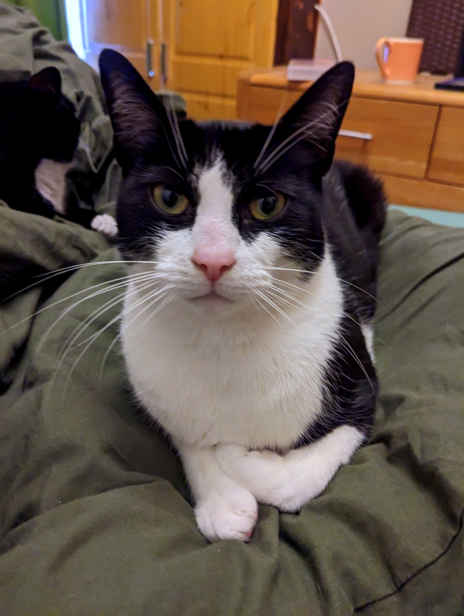 RetroCheating's tweet image. Papa! I know scratch your nose &amp;amp; scratch behind your ears :D &amp;amp;? Scratch your belly so you can bite &amp;amp; scratch my arm with your back claws. &amp;amp;? Pretend I feel no pain, so you can do it some more, haha #Cat #Kitten #KittyCat #Pet #Animal #Cats #Kitty #Kitties #CuteCats #Meow #Catlife
