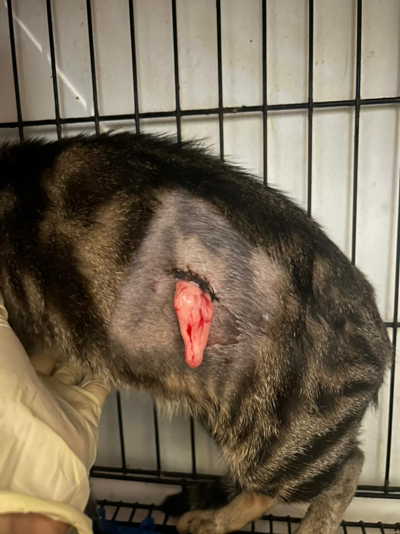 LindaElleHafiza's tweet photo. SAYA MERAYU TOLONG SOPHIE.
ESOK DAH KENA DISCHARGE TAPI FUNDS TAK CUKUP LAGI 😭😭

Sophie is my TNR case.
Hari ke6 of post surgery care, stitching dia koyak 😭 (gambar 4) then emergency re-suture done.

Lps tu utk kurang kan vet bill, sy discharge Sophie and sent to foster care. Tp lps 2 hari buat emergency re-suture, stitching sophie koyak lagi 😭😭

Sy trs sent to KD vet hari kamis.
Rupanya makin teruk luka dia.
Kali kedua luka dia koyak lagi teruk.
Smpi dh jd bacteria infection (gambar 1)
Buat blood test and WBC sgt tgi indicates active infection and inflammation. Sophie develops flu also.