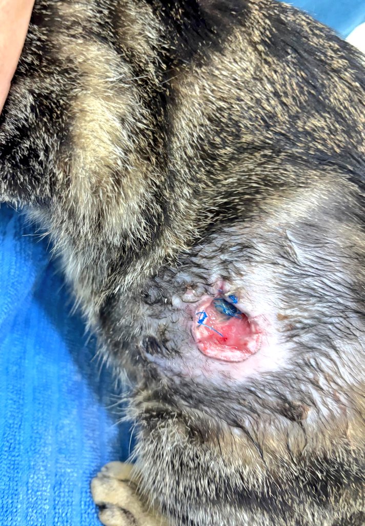 LindaElleHafiza's tweet photo. SAYA MERAYU TOLONG SOPHIE.
ESOK DAH KENA DISCHARGE TAPI FUNDS TAK CUKUP LAGI 😭😭

Sophie is my TNR case.
Hari ke6 of post surgery care, stitching dia koyak 😭 (gambar 4) then emergency re-suture done.

Lps tu utk kurang kan vet bill, sy discharge Sophie and sent to foster care. Tp lps 2 hari buat emergency re-suture, stitching sophie koyak lagi 😭😭

Sy trs sent to KD vet hari kamis.
Rupanya makin teruk luka dia.
Kali kedua luka dia koyak lagi teruk.
Smpi dh jd bacteria infection (gambar 1)
Buat blood test and WBC sgt tgi indicates active infection and inflammation. Sophie develops flu also.