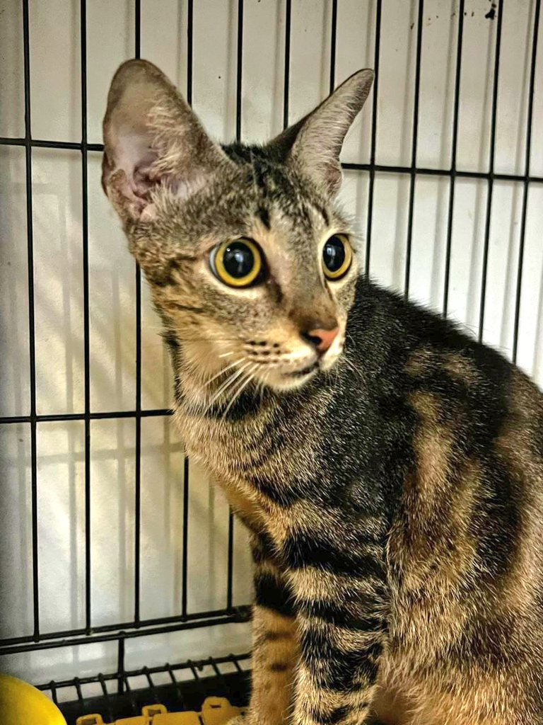 LindaElleHafiza's tweet photo. SAYA MERAYU TOLONG SOPHIE.
ESOK DAH KENA DISCHARGE TAPI FUNDS TAK CUKUP LAGI 😭😭

Sophie is my TNR case.
Hari ke6 of post surgery care, stitching dia koyak 😭 (gambar 4) then emergency re-suture done.

Lps tu utk kurang kan vet bill, sy discharge Sophie and sent to foster care. Tp lps 2 hari buat emergency re-suture, stitching sophie koyak lagi 😭😭

Sy trs sent to KD vet hari kamis.
Rupanya makin teruk luka dia.
Kali kedua luka dia koyak lagi teruk.
Smpi dh jd bacteria infection (gambar 1)
Buat blood test and WBC sgt tgi indicates active infection and inflammation. Sophie develops flu also.