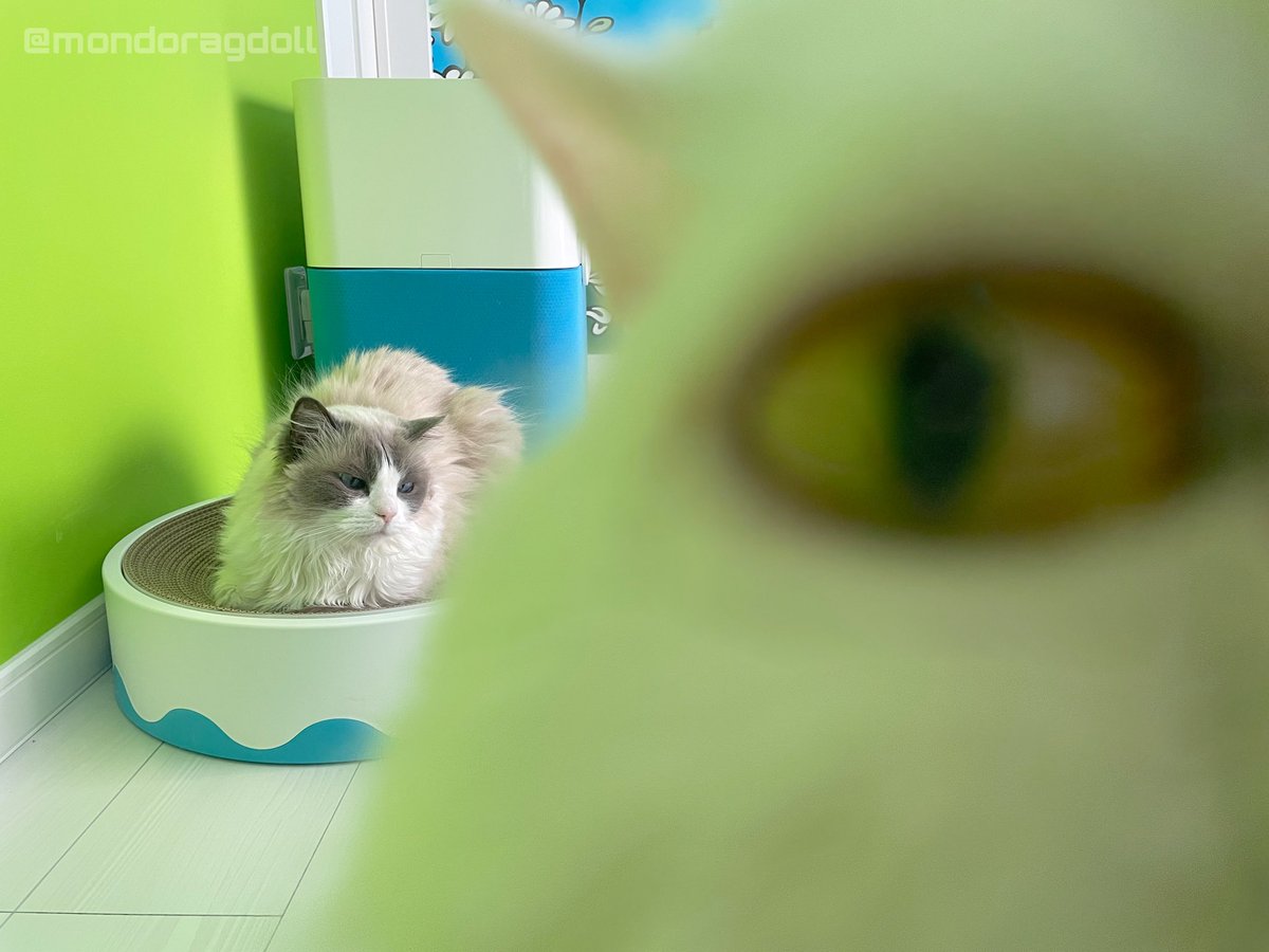 主水(もんど)★ラグドール tweet media