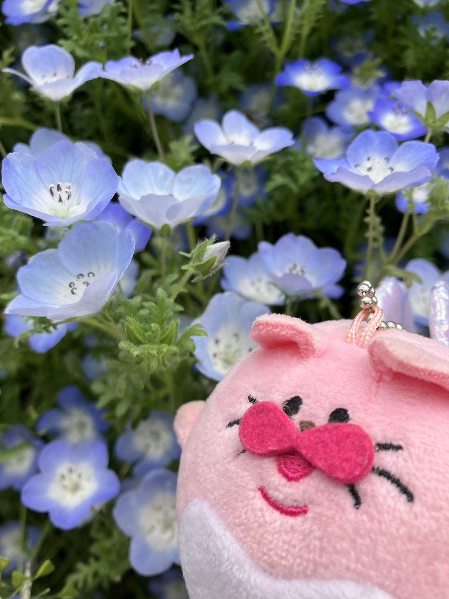 HazakuraNowa's tweet photo. 見に来たリン https://t.co/wK5UMHK7LV