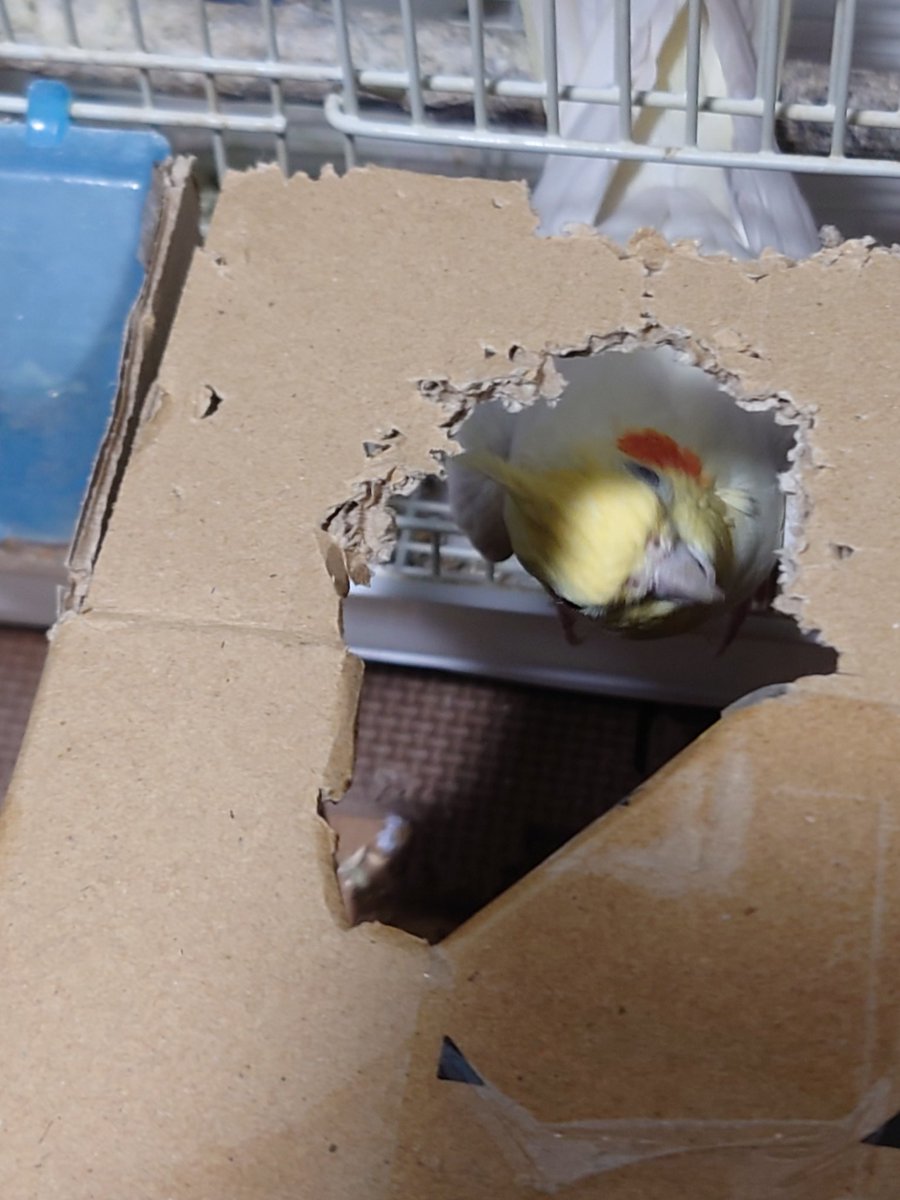 レイル tweet media