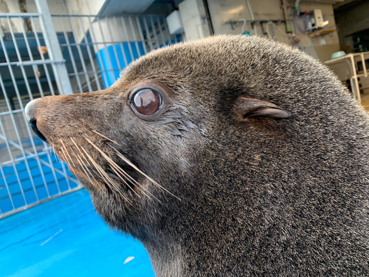 つくみイルカ島【公式】 tweet media