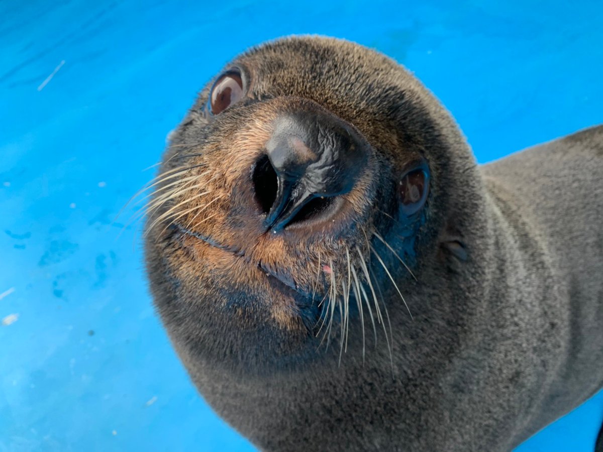 つくみイルカ島【公式】 tweet media