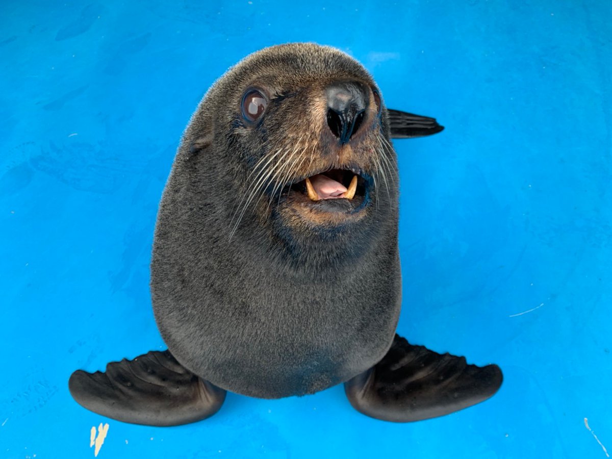 つくみイルカ島【公式】 tweet media