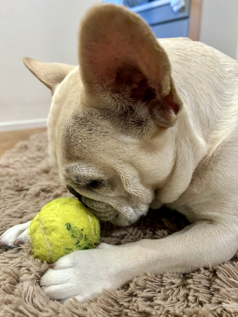 REMすいみん tweet media