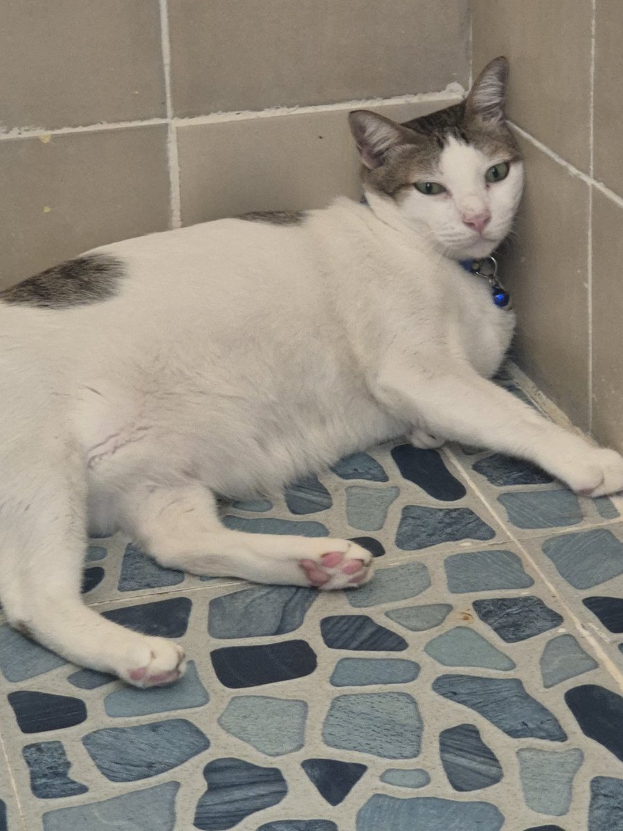 Yumiko Baeda 🦋 tweet media