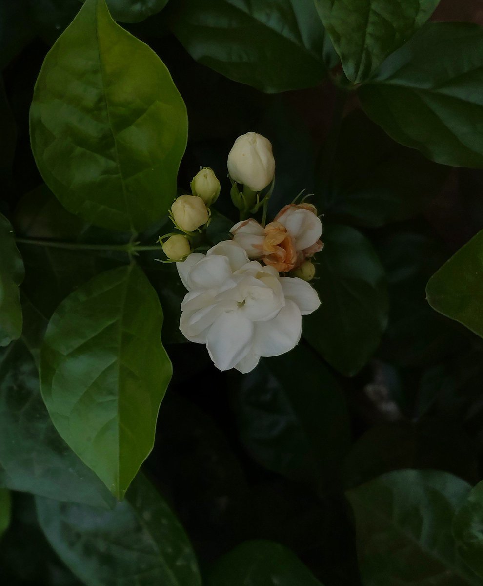 MSHWETA365's tweet photo. "The earth laughs in flowers."
 – Ralph Waldo Emerson.

#natureSeries #flower https://t.co/RqxN3pF6g4