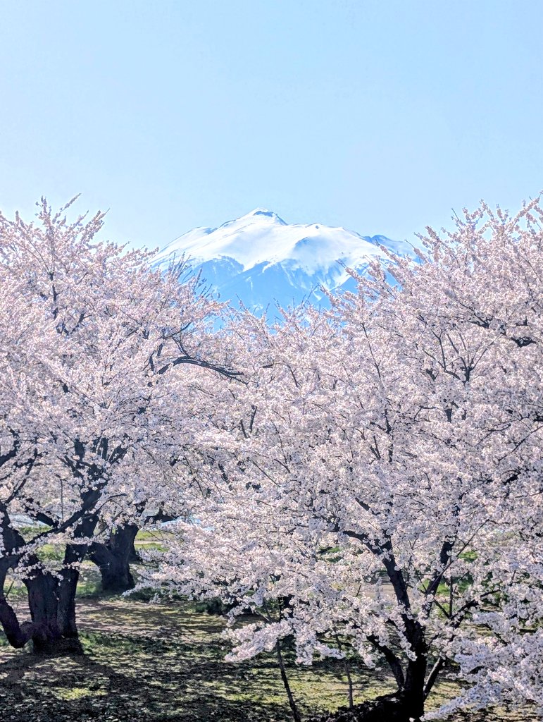 津軽あむ tweet media