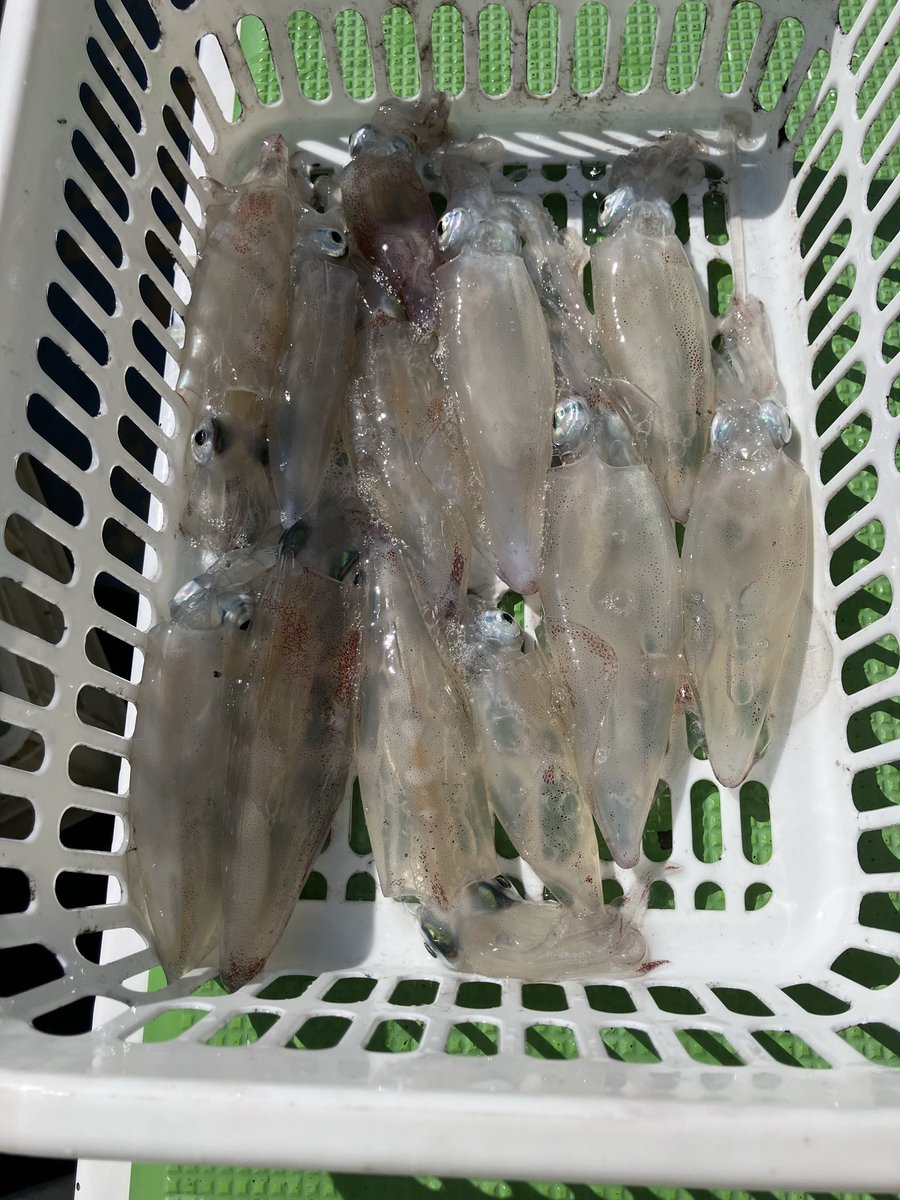 kenji🦑 tweet media