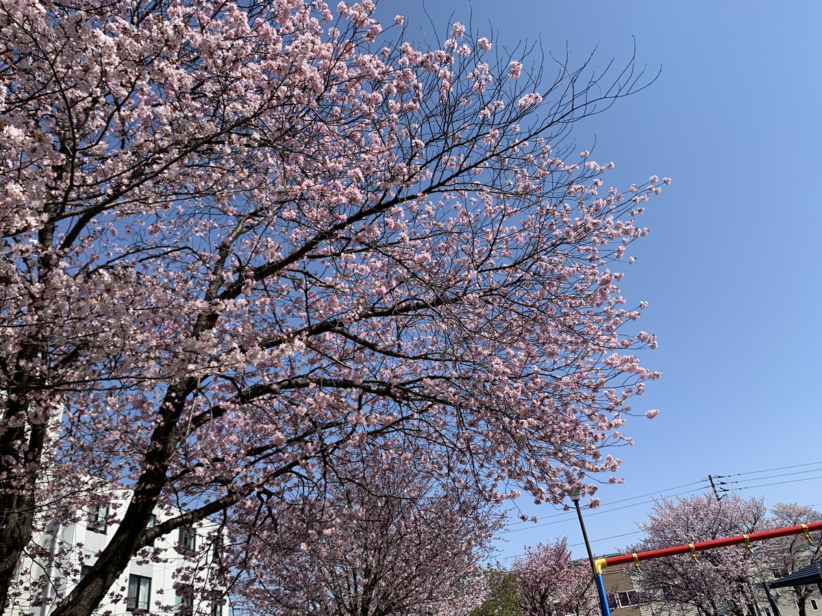 oranmaron's tweet photo. 桜が開花しました。色々思い出して泣けてきますね。 https://t.co/fN1HbjFUmc