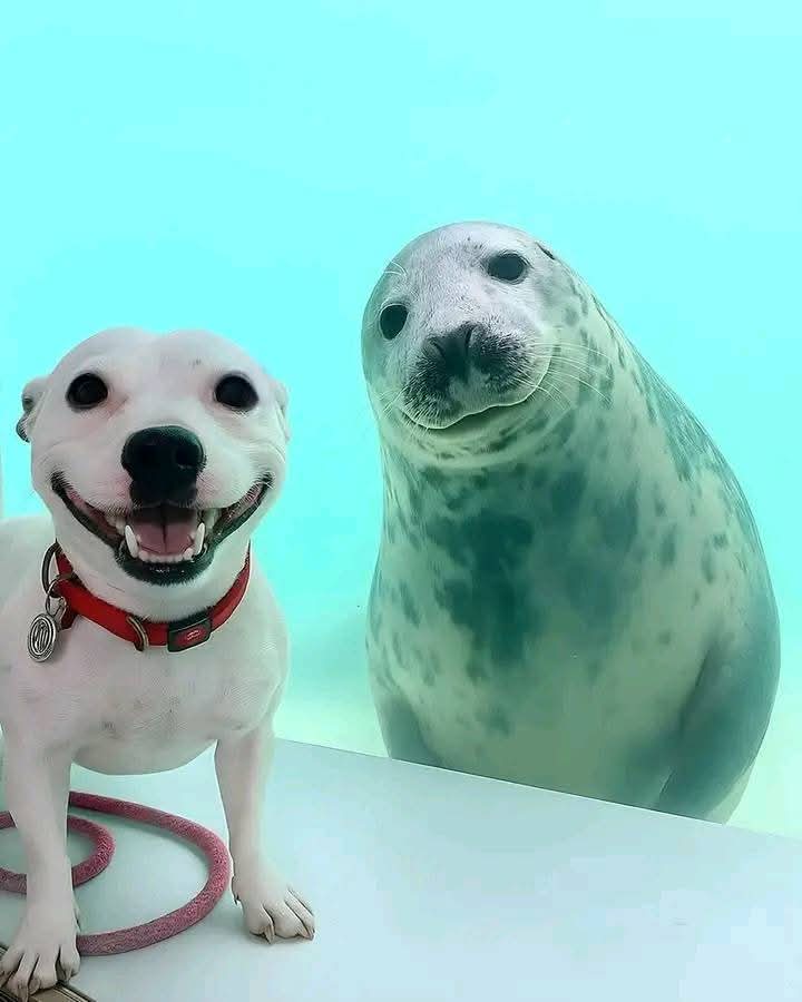 Perrito de agua y perrito de tierra