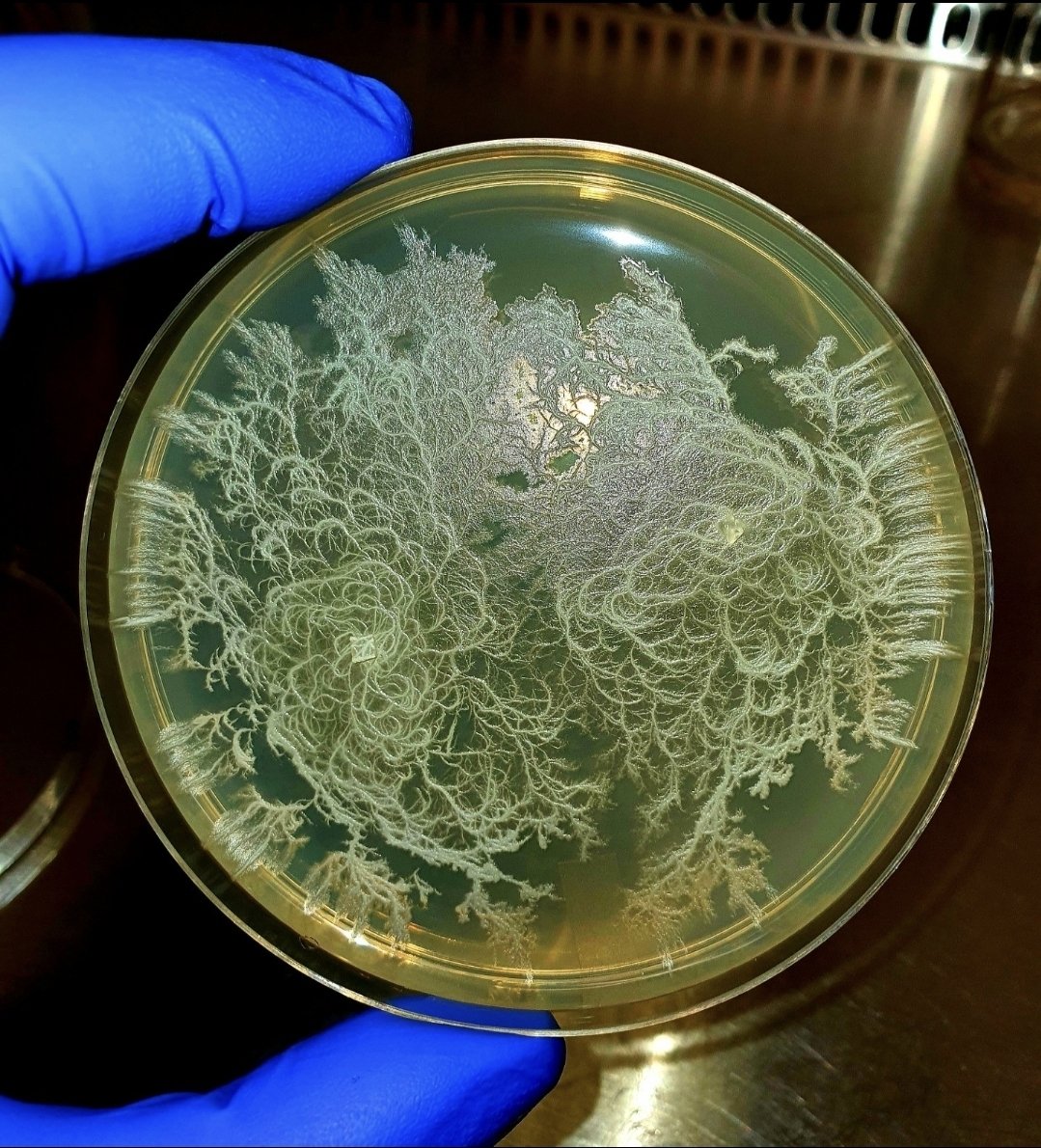 Aamer Kurdi tweet media