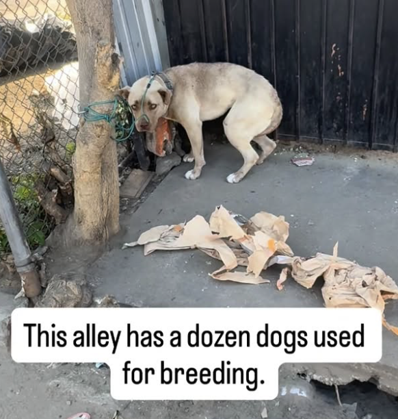 JoeyTuccio tweet media