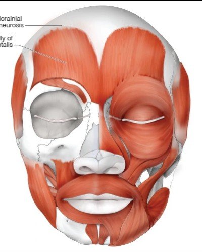the Werewolf, The City tweet media