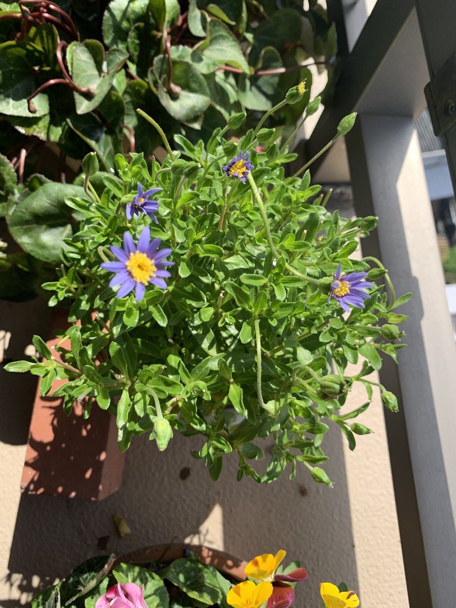 全部半額になってた子達
日に日に元気を取り戻し生き生きと咲きはじめた🌺