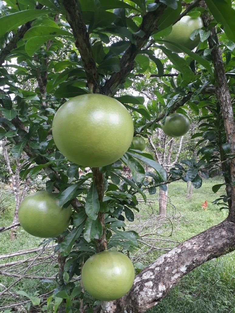 NutaniMan tweet media