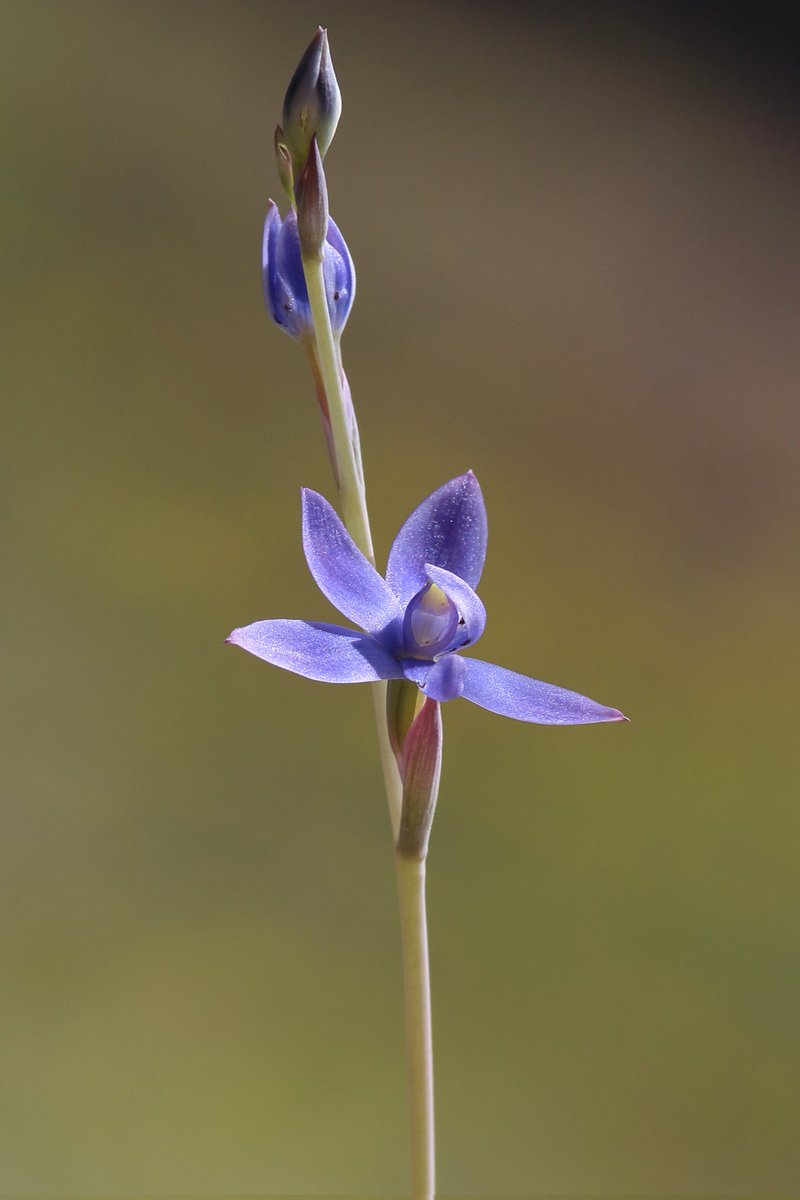 Julirrancium's tweet photo. Thelymitra alcockinae x crinita 
持っている中でひときわ濃色
花がちょっと奇形なのは遺伝性だろうか https://t.co/YK0JnsSLHg