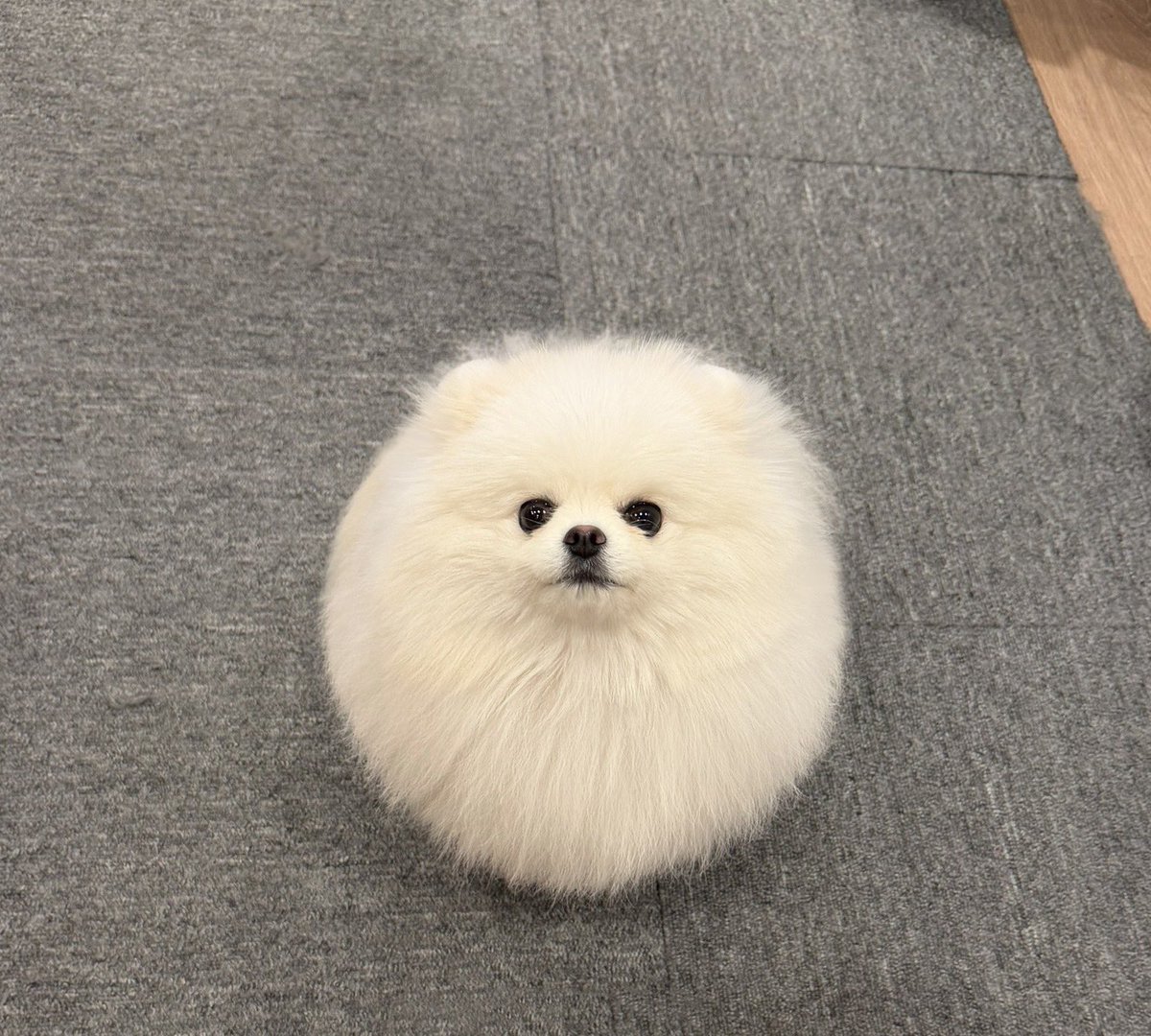 ポメラニアン ちょむ tweet media