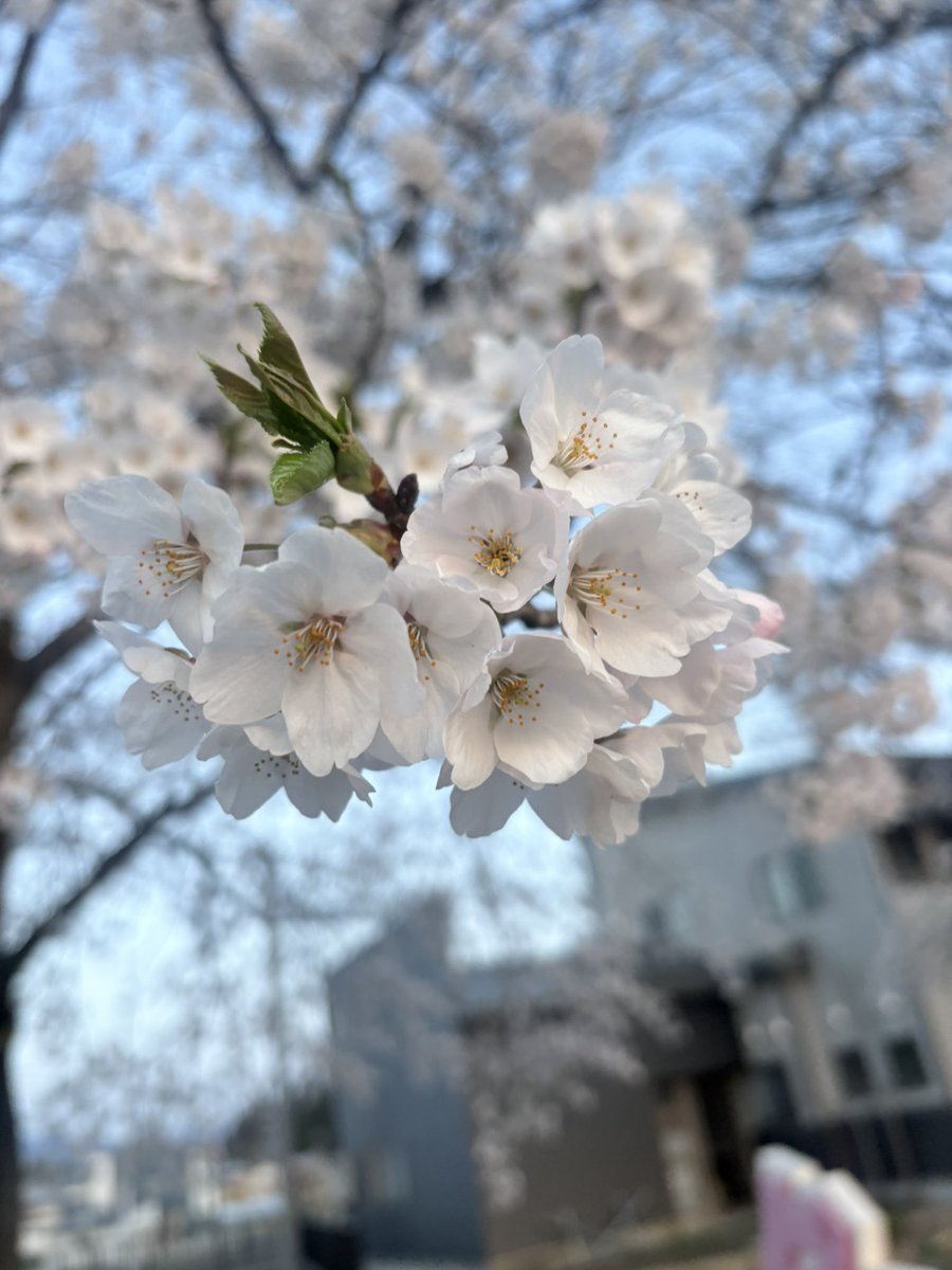 otowa_cherry's tweet photo. 桜を見てきた👏 https://t.co/0O1liAKTbA