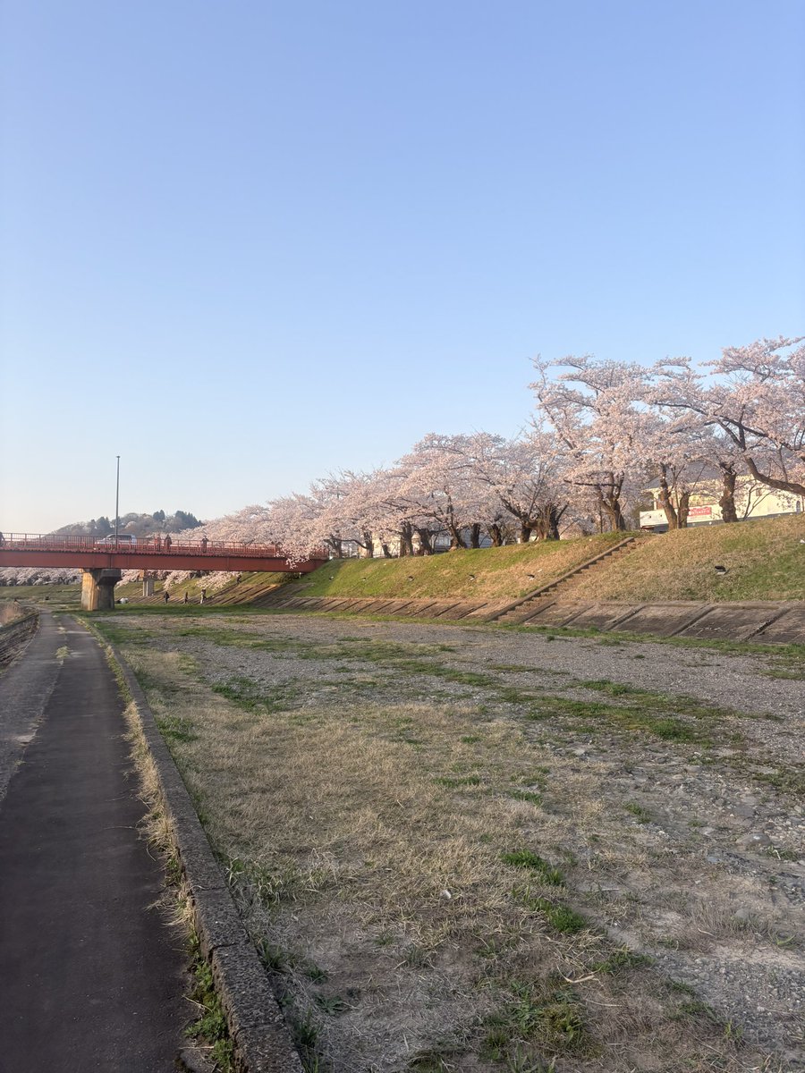 otowa_cherry's tweet photo. 桜を見てきた👏 https://t.co/0O1liAKTbA