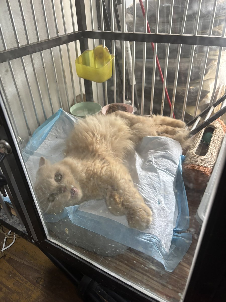 aphin123 tweet media