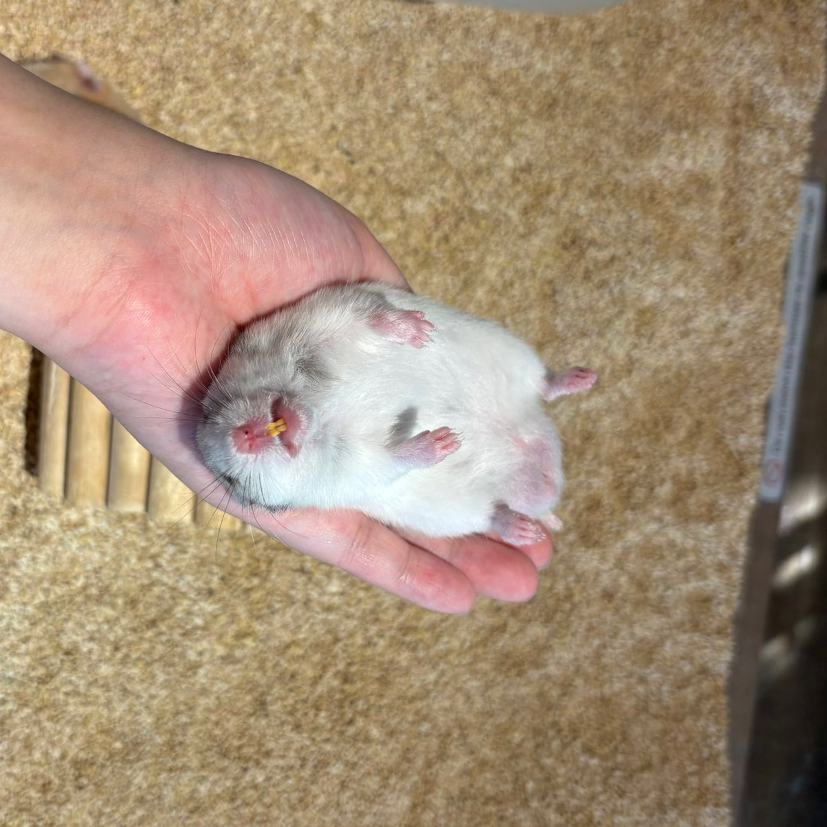 MOGUMOGUCAFE3's tweet image. 🐹落ちてた（？）

☎︎03-3404-1180 （ご予約はお電話からでもOK🙆‍♀️）
#ハムスター　#hamster #햄스터　#倉鼠 #ハムスターカフェ