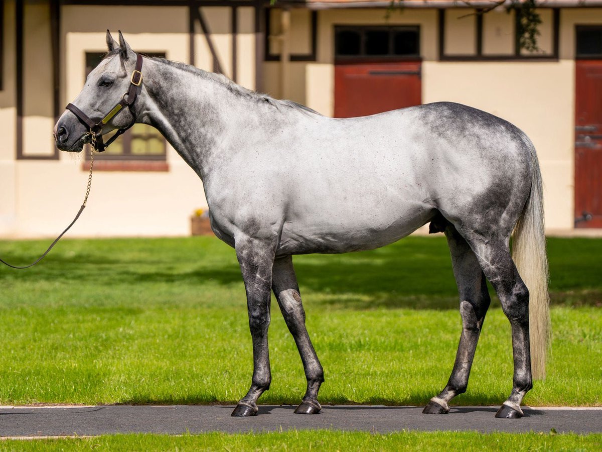 NZTM_TWEET's tweet photo. @CambridgeStud have announced the stallion fees for 2026 including champion miler Charyn who will stand in partnership with French operation Sumbe. #VisitInvestWin https://t.co/wYGNTfhnJn https://t.co/zfAizT01f8