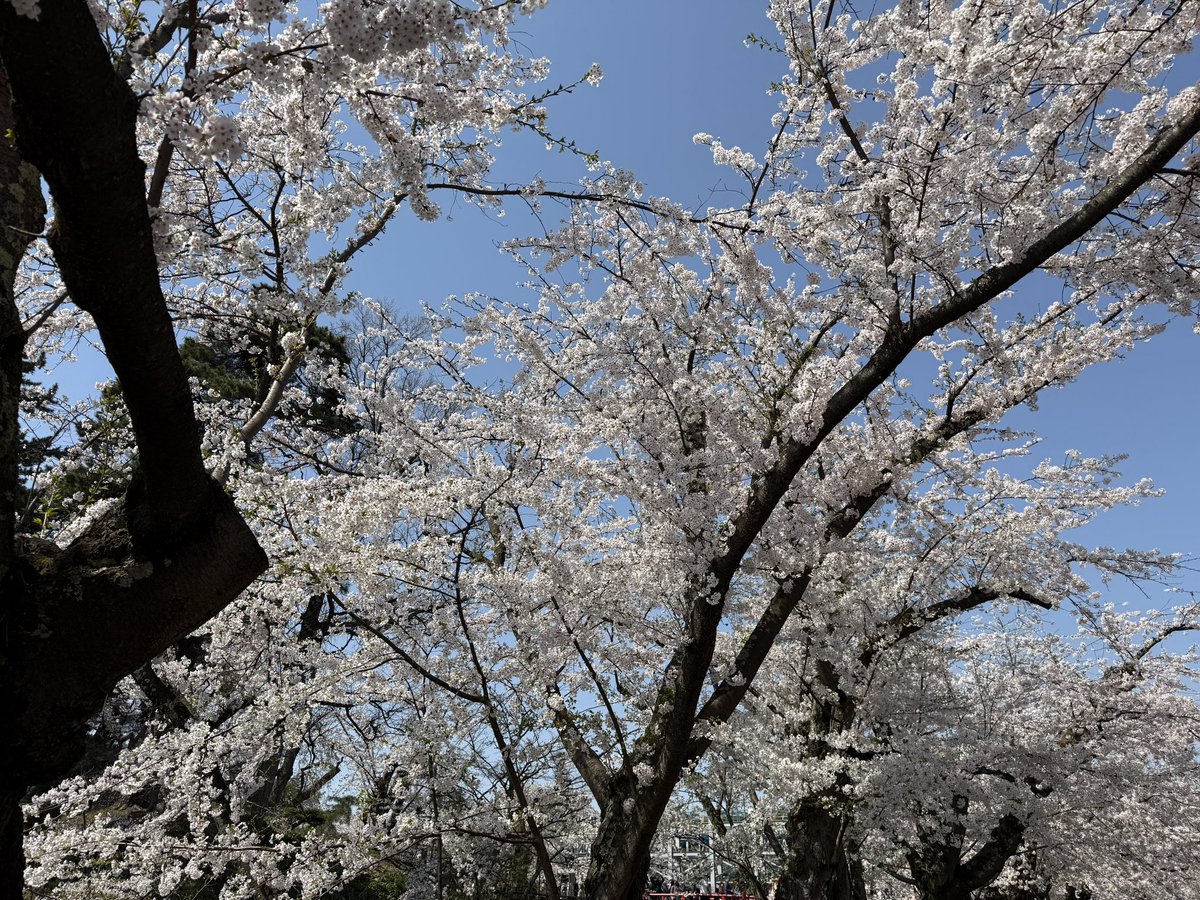 Yusuke Araseki（あらやん） tweet media