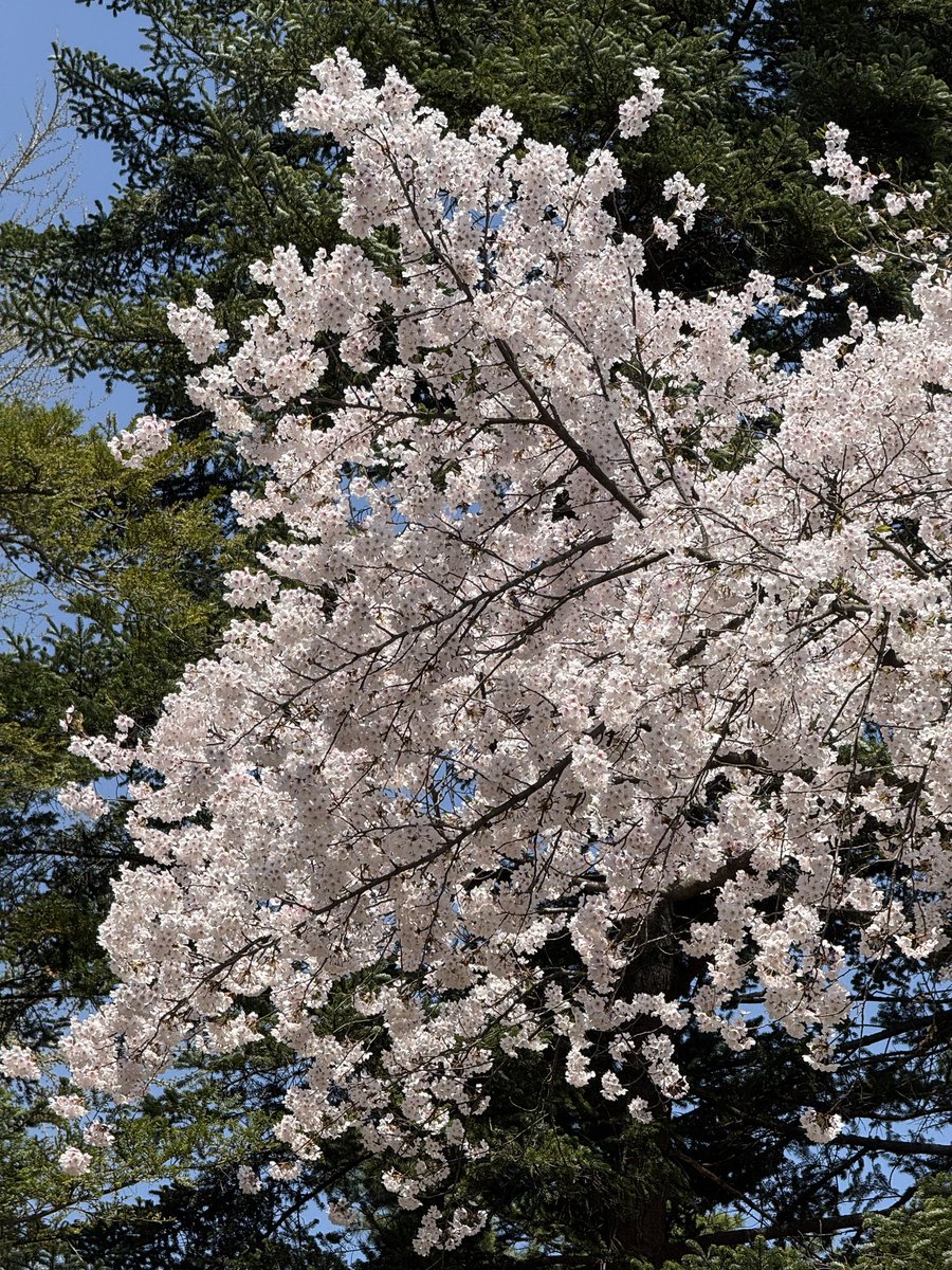 Yusuke Araseki（あらやん） tweet media