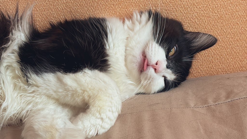 ぼくはムタ tweet media