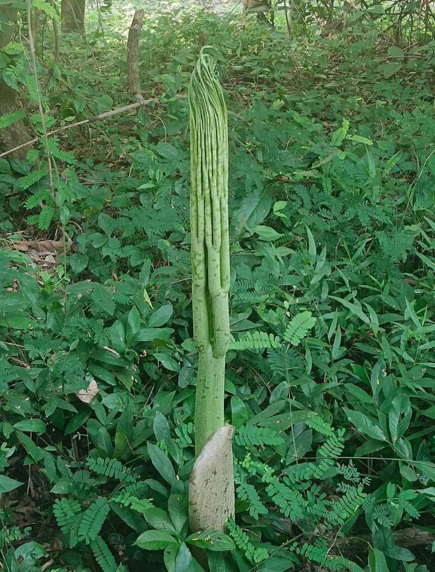 E-CATSSSSS อีแคท อีแมว ชาญสมร tweet media