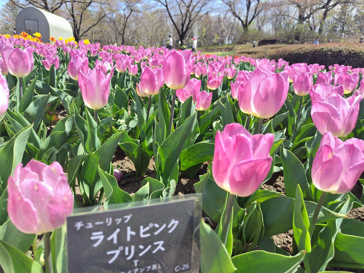 ryu ryu（寝不足Ojisan） tweet media
