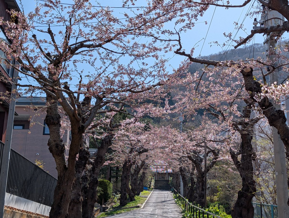 ton_iberico's tweet photo. 住三吉神社はこんな感じ https://t.co/7MtlC0Mmng