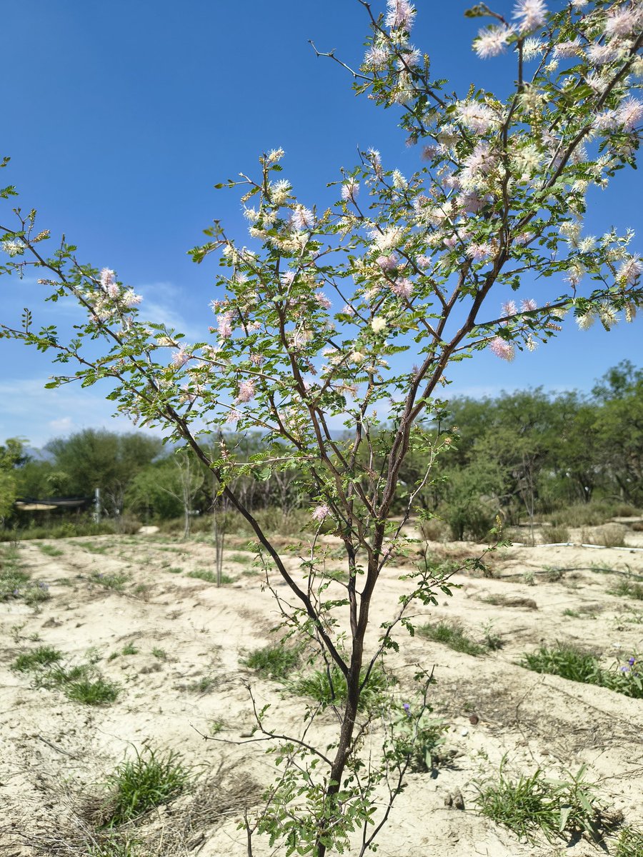 Alejandrodulove's tweet photo. Después de  poco más de un mes que sembramos  Uña de gato (Mimosa sp.) así van las plantulas  en bolsa. Es un arbusto con flores aromáticas y hermosas que podemos ver ahora en el Valle de Tehuacán luciendo flores de color rosa y blanco https://t.co/N2UaStp7II