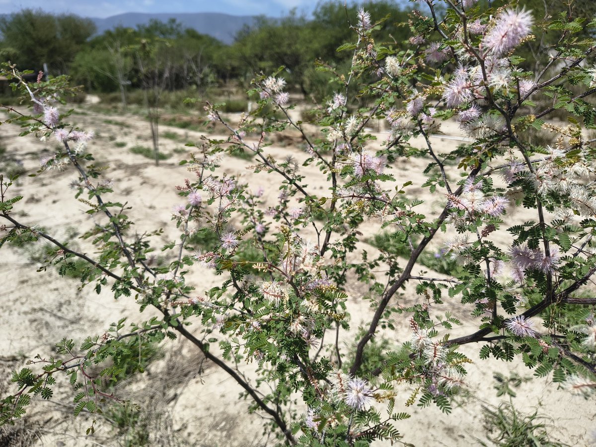 Alejandrodulove's tweet photo. Después de  poco más de un mes que sembramos  Uña de gato (Mimosa sp.) así van las plantulas  en bolsa. Es un arbusto con flores aromáticas y hermosas que podemos ver ahora en el Valle de Tehuacán luciendo flores de color rosa y blanco https://t.co/N2UaStp7II