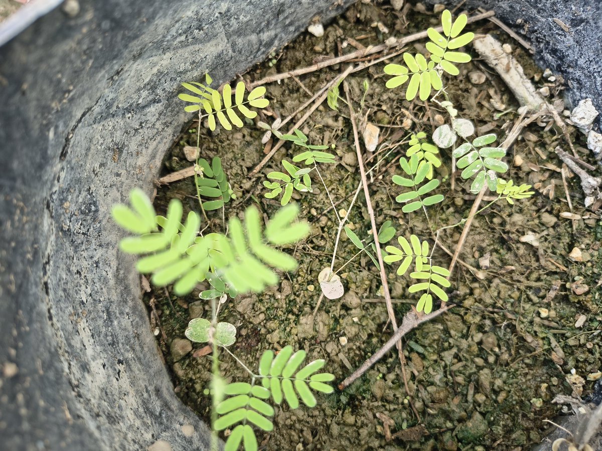 Alejandrodulove's tweet photo. Después de  poco más de un mes que sembramos  Uña de gato (Mimosa sp.) así van las plantulas  en bolsa. Es un arbusto con flores aromáticas y hermosas que podemos ver ahora en el Valle de Tehuacán luciendo flores de color rosa y blanco https://t.co/N2UaStp7II