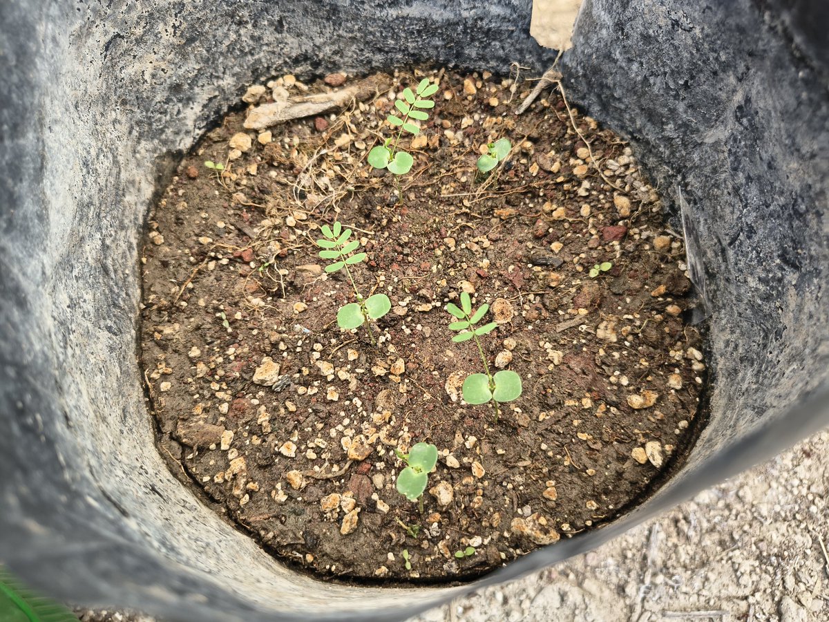 Alejandrodulove's tweet photo. Después de  poco más de un mes que sembramos  Uña de gato (Mimosa sp.) así van las plantulas  en bolsa. Es un arbusto con flores aromáticas y hermosas que podemos ver ahora en el Valle de Tehuacán luciendo flores de color rosa y blanco https://t.co/N2UaStp7II