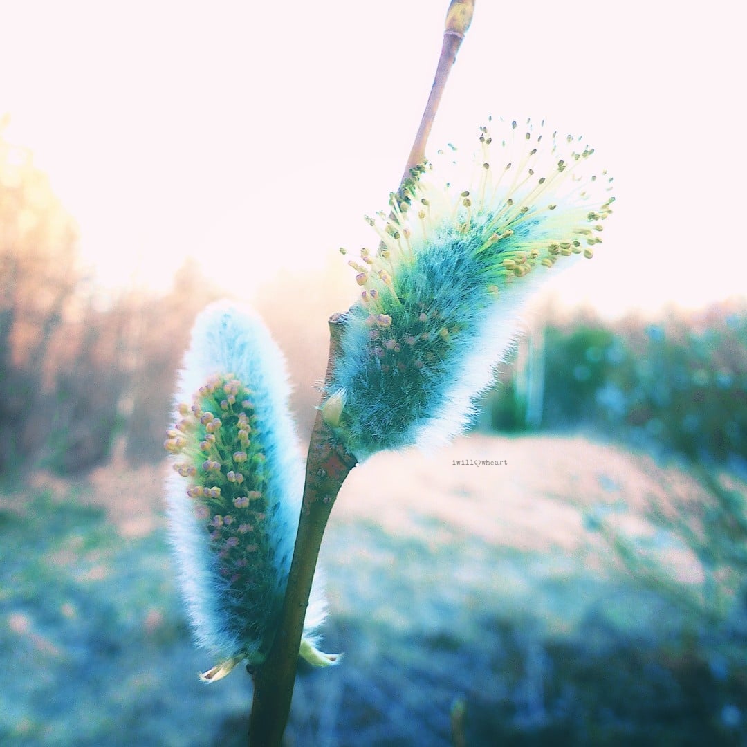 iwillowheart's tweet image. Waking up  ୧ ‧₊˚ 🌿⋅
#naturephotography 
#macrophotography 
#spring #catkin