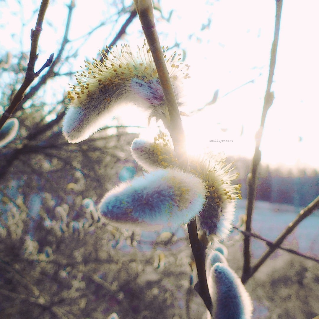 iwillowheart's tweet image. Waking up  ୧ ‧₊˚ 🌿⋅
#naturephotography 
#macrophotography 
#spring #catkin