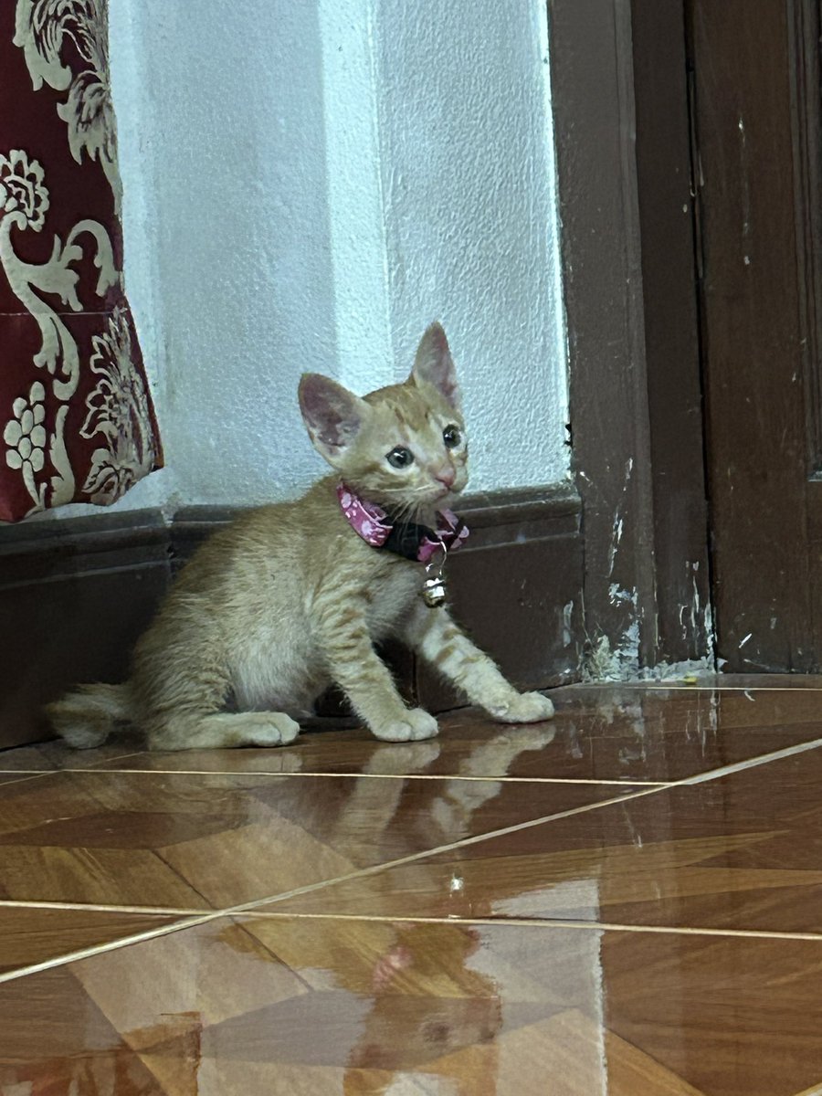 เจ้าเด็กแก้ม tweet media