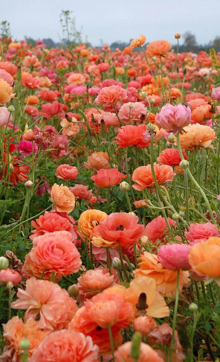 Flowers Life (@flowerslife54) on Twitter photo 