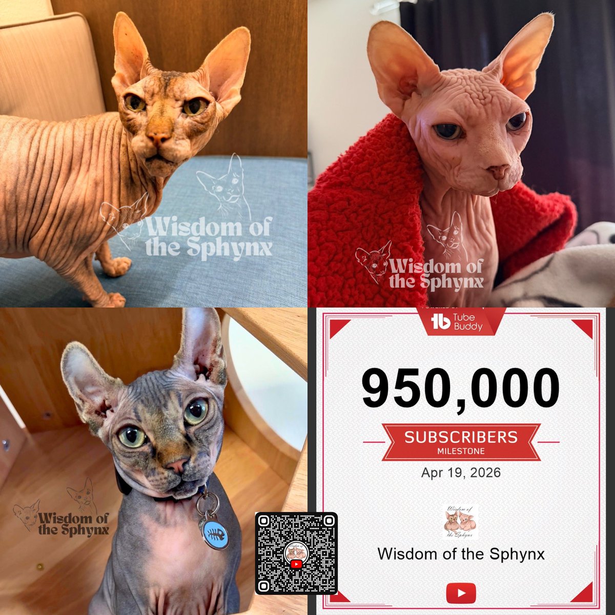 SphynxWisdom's tweet photo. 950,000 subscribers.

The wild part?
Most people will discover us AFTER 1M.

If you’re here now… you’re early 🐾

#RoadTo1M #SphynxCat #CatTwitter https://t.co/dOMZ2WuFw0