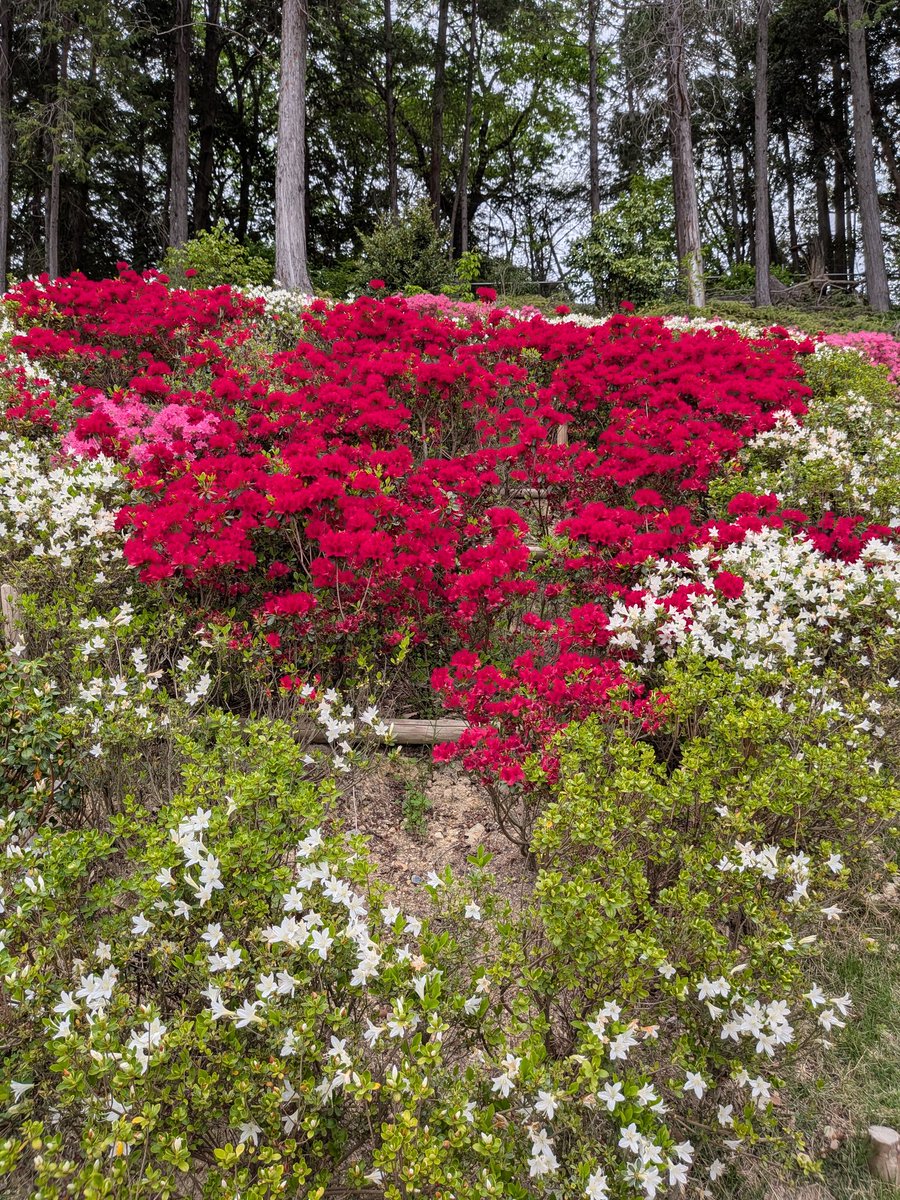 さくさく。 tweet media