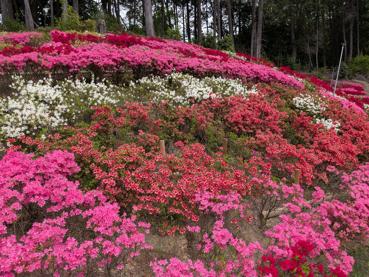 さくさく。 tweet media